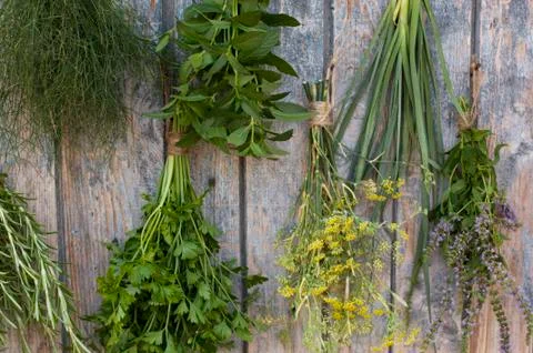 Different spices Stock Photos
