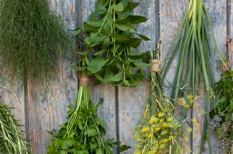 Different spices Stock Photos