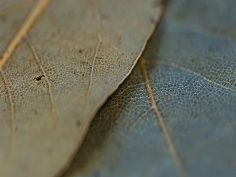 Different spices on a wooden Board 库存影片 73555137