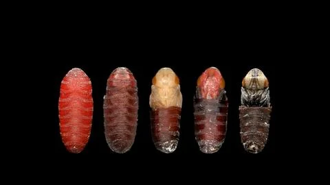 Different stages of development of a fly larva in a pupa Stock Photos