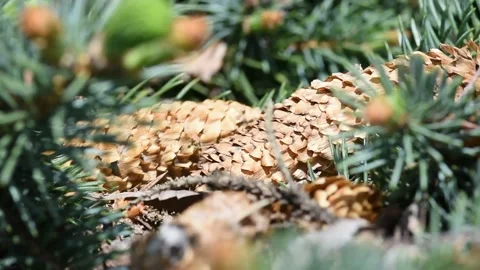 Different Stages of New Growth Stock Footage 190578515