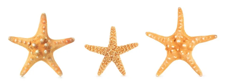 Different starfishes in a row. Stock Photos