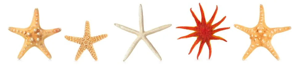 Different starfishes in a row. Stock Photos