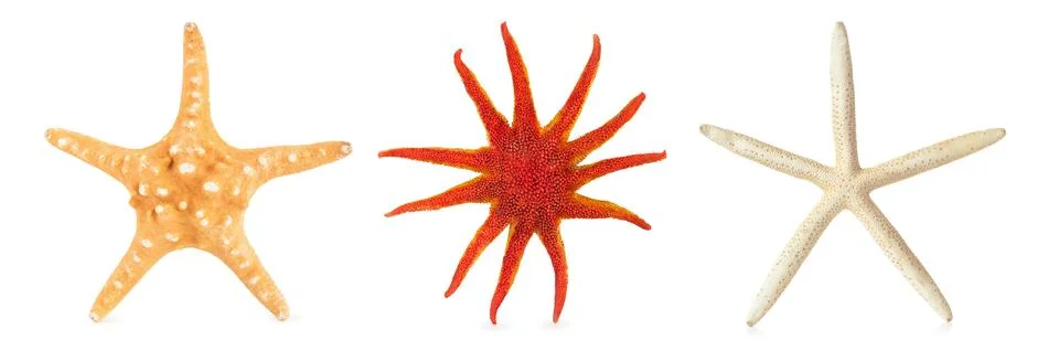 Different starfishes in a row. Stock Photos