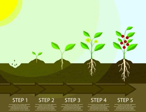 Different steps of growing plants. Planting tree process infographic. Flat Il Stock Illustration