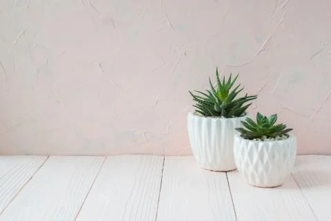 Different succulent plants in different pots. Indoor plants at home on a whit 库存照片