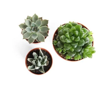Different succulent plants in pots isolated on white, top view. Home decor Stock Photos