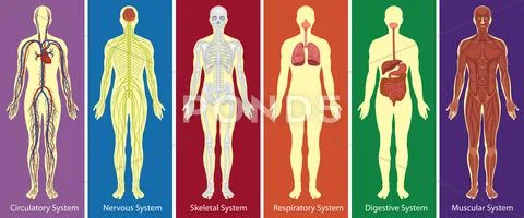 Different systems of human body diagram Stock Illustration