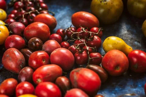 Different tomatoes harvest Stock Photos