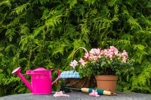 Different tools plants spring garden 스톡 사진