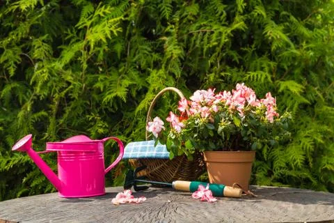 Different tools plants spring garden Stock Photos