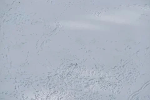 Different traces on the the white snow Stock Photos
