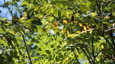 Different tree leaves move in the wind. Stock Footage 250180418