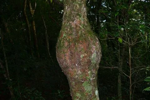 Different tree trunk Stock-Fotos