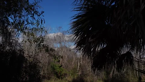 Different trees, including palm trees, leafless ones, and other species! Stock Footage 328965645