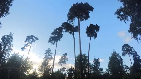 Different Trees In A Summer City Park Timelapse Stock Footage 81607409