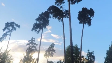 Different Trees In A Summer Park and clouds Timelapse 스톡 동영상 81606831