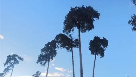 Different Trees In A Summer Park Timelapse Stockbeeldmateriaal 81600760