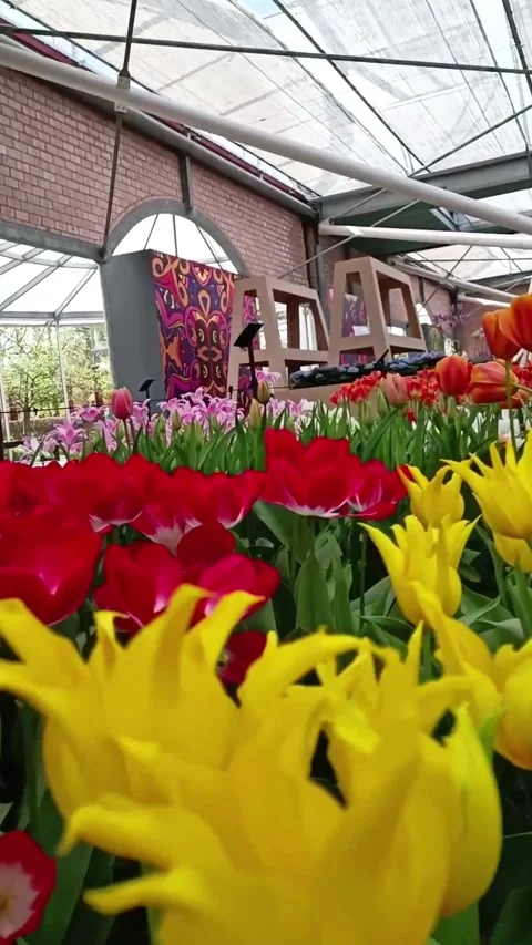 Different tulips at the flower show. Flower Pavilion in Holland Stock Footage 241314364