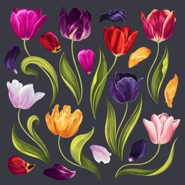 Different Tulips Illustrazione stock