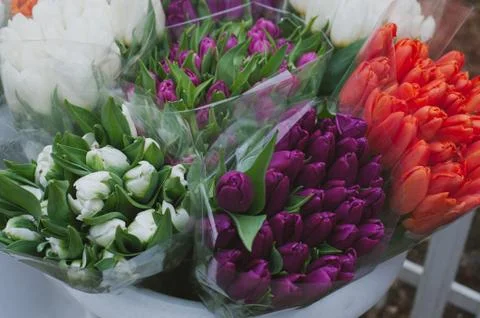 Different tulips. Stock Photos