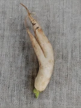 Different type of fresh radish for salad and vegetables Foto stock