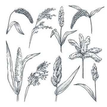 Different type of millet cereal spikelets. Vector hand drawn sketch illustrat Stock Illustration