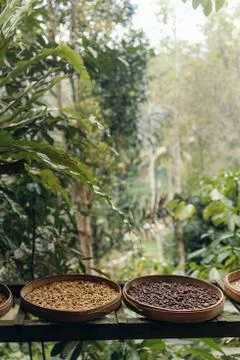 Different type of roasting coffee beans luwak on a coffee plantation in Asia. Stock Photos