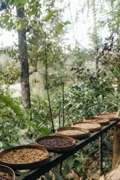 Different type of roasting coffee beans luwak on a coffee plantation in Asia. Stock Photos