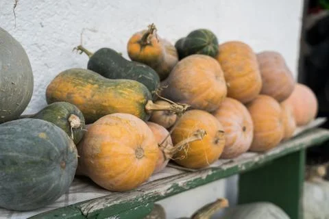 Different type of squash in the garden Stock Photos