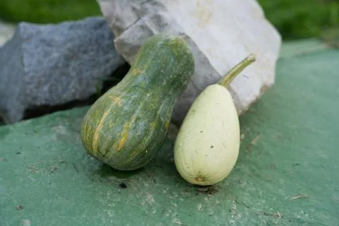 Different type of squash in the garden Stock Photos