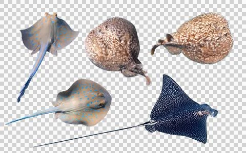 Different type of Stingrays isolated on a white background Stock Photos