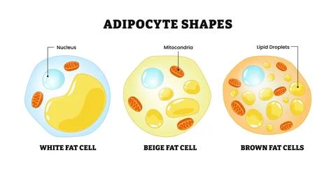 Different types of Adipocytes Shapes structure anatomy, labeled white fat c.. Stock Illustration