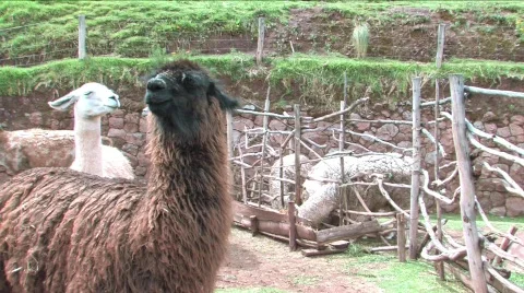 Different types of Alpaca Stock Footage 294016