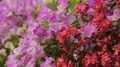 Different types and colors of flowers on floral wall, beautiful garden, close-up HD Footage