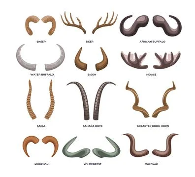 Different types of animal horn types set collection poster education, diagr.. Stock Illustration