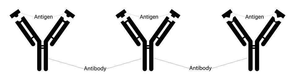 Different types of antigens and different types of antibodies. Human immunity Stock Illustration