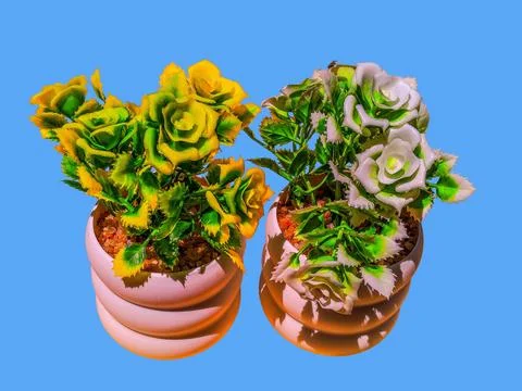 Different types of artificial flower trees isolated Stock-Fotos