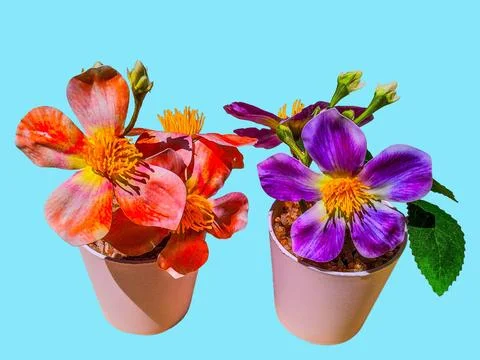 Different types of artificial flower trees isolated 스톡 사진