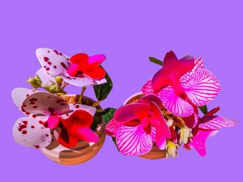 Different types of artificial orchid flowers isolated 스톡 사진