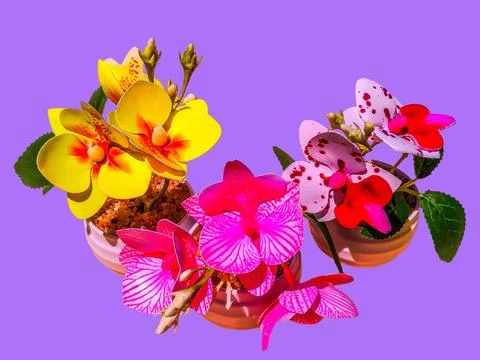Different types of artificial orchid flowers isolated Stock Photos