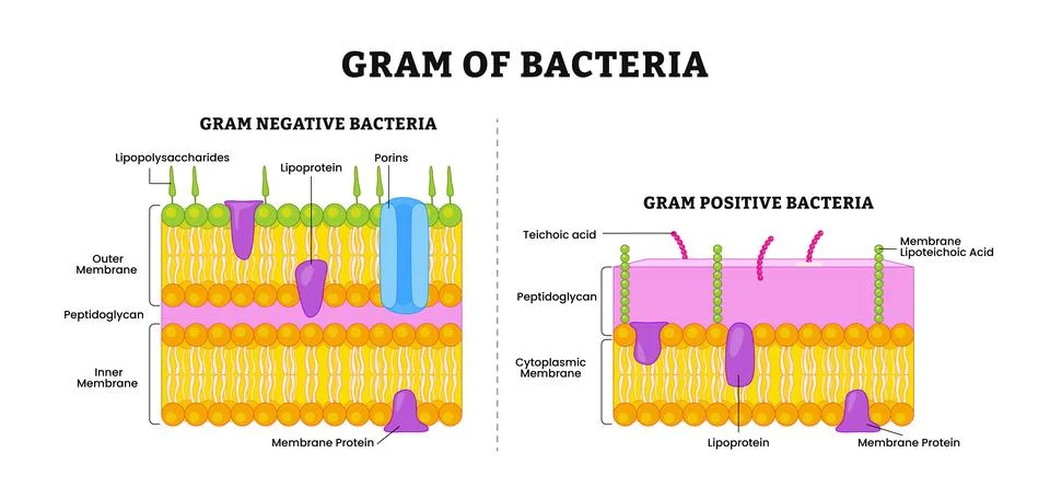 Different types of bacterial cell wall diagram infographic poster, vector i.. Stock Illustration