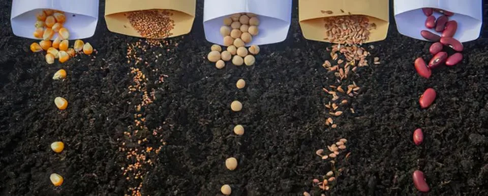 Different types of beans and grains spilling on dark surface Stock Photos