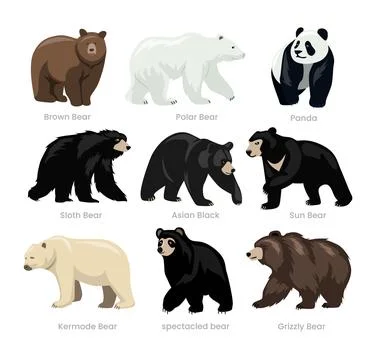 Different types of bear set collection, domestic bear cartoon, beast predat.. Illustrazione stock