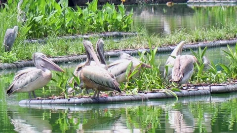 Different Types Of Behavior Of White Pelicans On A Lake. Stock Footage 171704718