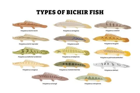 Different types of bichir fish set collection, freshwater aquarium fish bre.. Stock Illustration