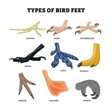Different types of bird feet and leg set collection, education poster desig.. Stock Illustration