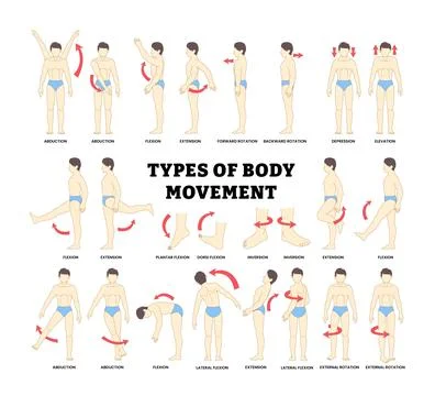 Different types of body movement types infographic with illustrations of fl.. Stock Illustration