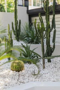 Different types of cacti and tropical plants grow in a stylish outdoor garden Stock Photos