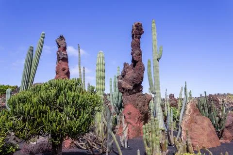 Different types of cactus and pillars of lava in Jardin de Cactus Stock Photos